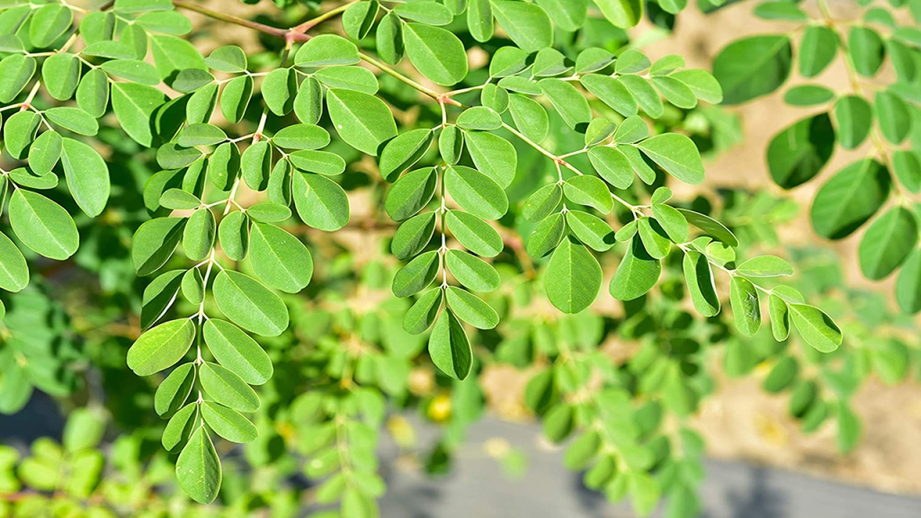 Drumstick Tree Leaf (Moringa Leaf) - Key ingredient in Alpilean weight loss supplements.